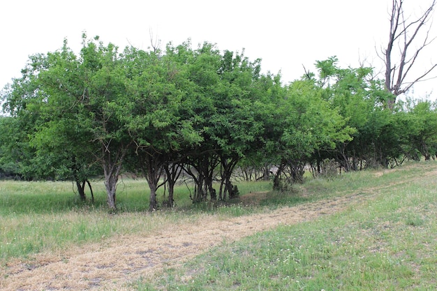 Une rangée d'arbres dans un champ