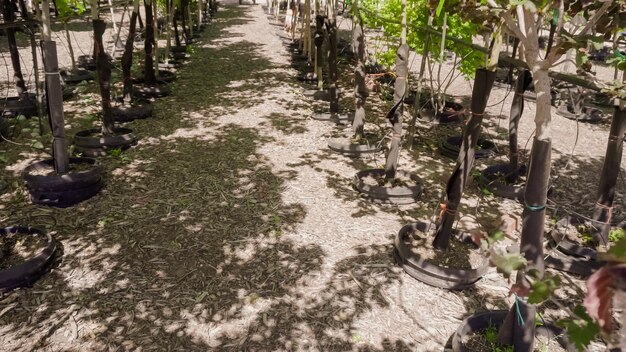 Rangée d'arbres dans la jardinerie locale.