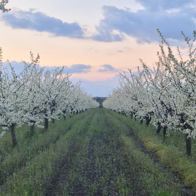 Une rangée d'arbres avec des fleurs blanches au milieu et le ciel en arrière-plan.