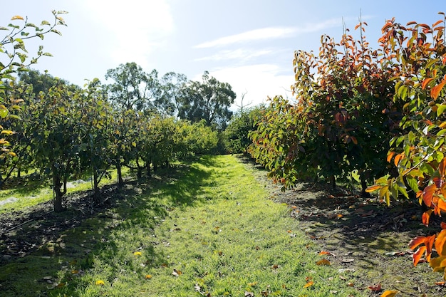 Une rangée d'arbres fruitiers avec le mot fruit en bas.