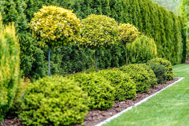 Photo une rangée d'arbres de jardin