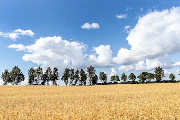 Rangée d'arbres sur le paysage d'été de fond de ciel bleu