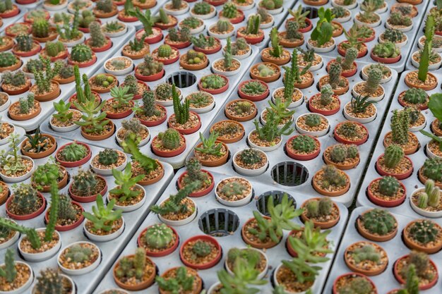 Rangée de cactus de type mini variété dans l&#39;arrière-plan du pot