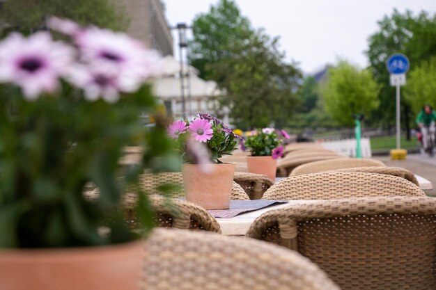 Une rangée de chaises avec des fleurs violettes en pots