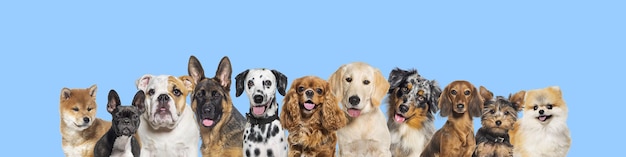 Rangée de chiens de tailles et de races différentes sur des médias sociaux horizontaux bleus ou une bannière Web avec espace de copie pour le texte Les chiens regardent la caméra un peu haletant ou heureux