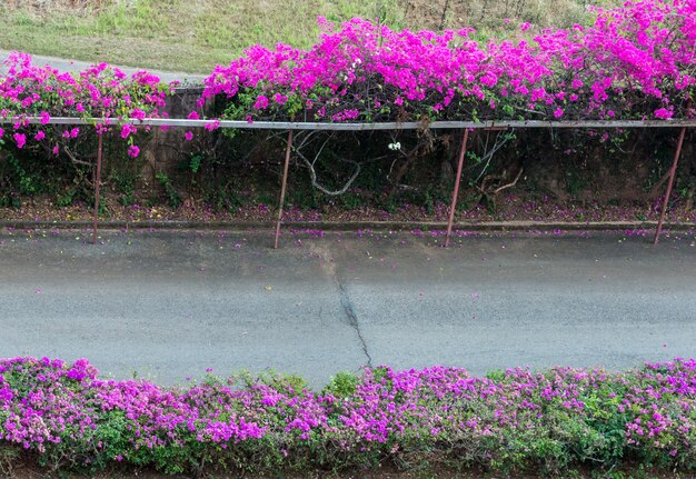 Rangée de fleurs de bougainvilliers