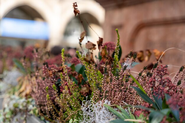 Une rangée de fleurs avec des feuilles brunes et des feuilles vertes