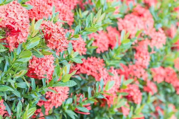 Rangée de fleurs rouges d&#39;Ixora