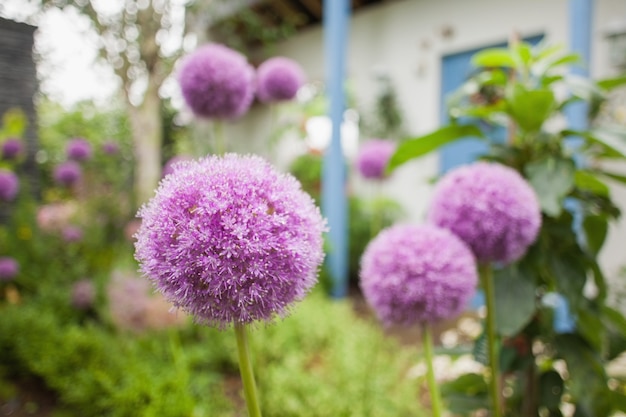 Rangée de fleurs