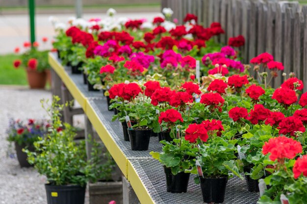 Photo une rangée de géraniums rouges est posée sur une étagère avec des pots de fleurs.