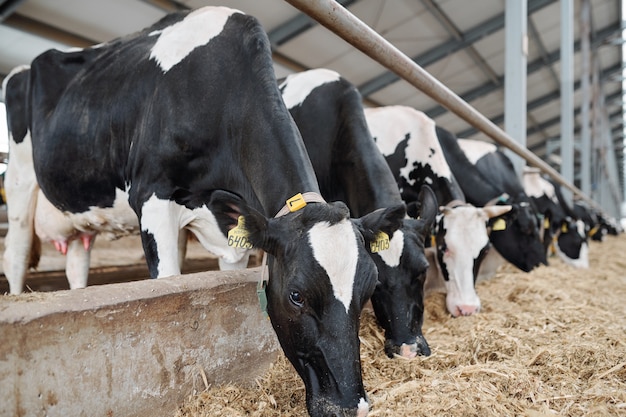 Rangée d'un grand groupe de vaches laitières debout le long de la clôture à l'intérieur de longue étable tout en mangeant du foin frais