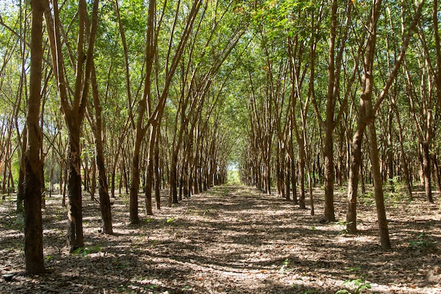 Rangée d'hévéa Plantation de caoutchouc