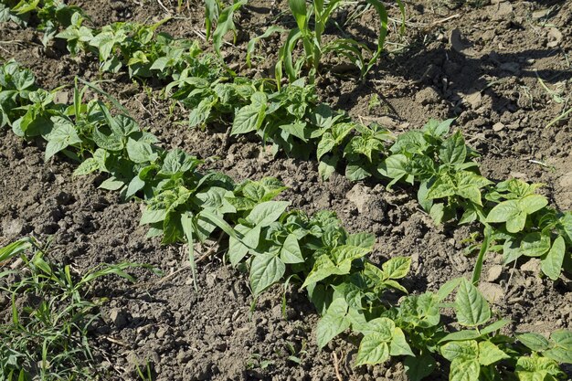 Photo une rangée de jeunes haricots, des légumes dans le jardin.