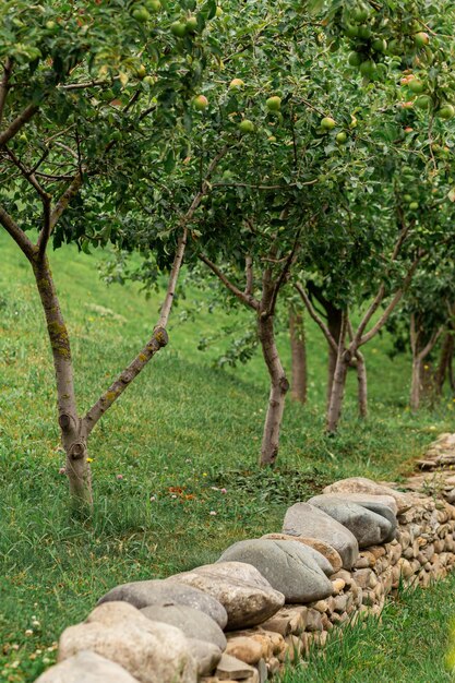 Rangée de jeunes pommiers dans une clôture en pierre dans le jardin