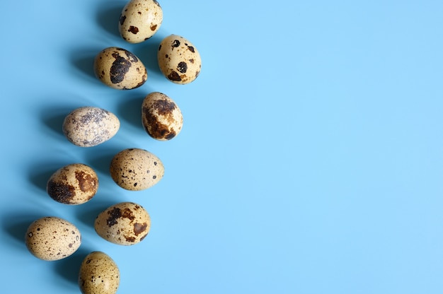 Rangée d'oeufs de caille sur un bleu