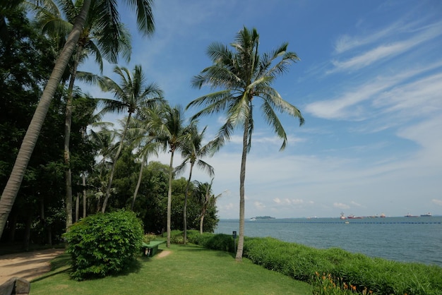 Rangée de palmiers royaux dans la plage tropicale de la mer de sentosa à singapour