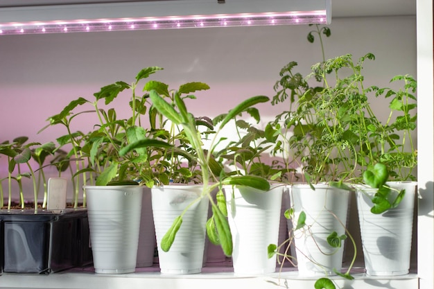 Une rangée de plantes dans des pots blancs avec une lumière LED au-dessus d'eux.