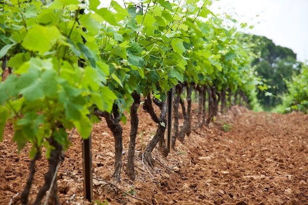 Une rangée de plantes dans un vignoble