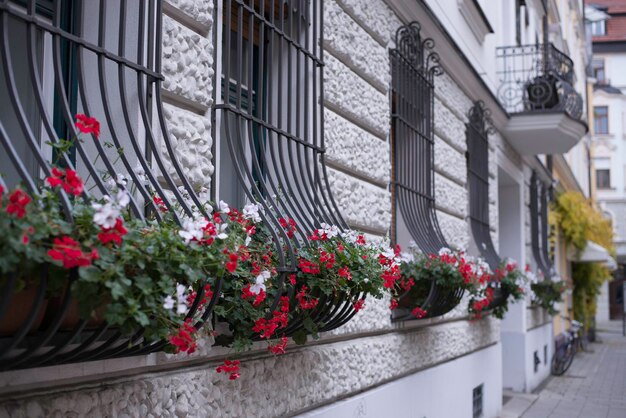 Photo une rangée de plantes en pot aux fenêtres