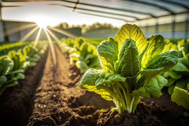 Une rangée de plants de laitue dans une serre avec le soleil qui brille.