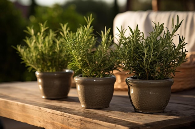 une rangée de pots avec des plantes sur une table