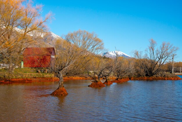 Rangée de saules à Glenorchy