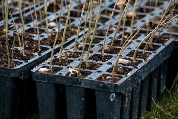 Une rangée de semis dans des récipients en plastique noir dont l'un est planté dans le sol.