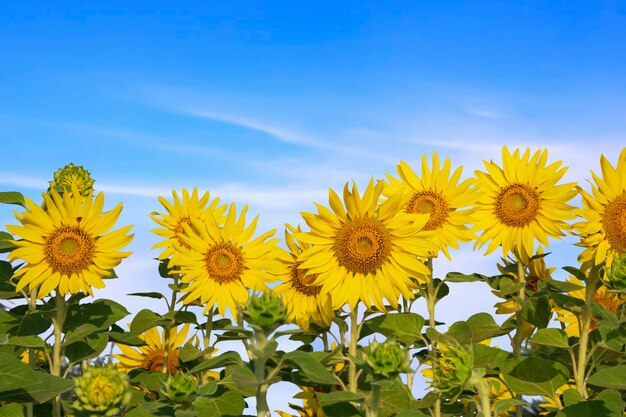 Une rangée de tournesols fleurit avec des feuilles vertes dans le champ avec un fond de ciel bleu flou