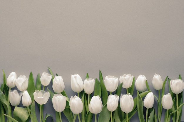 Rangée de tulipes blanches, à plat sur fond de papier neutre foncé, copie-espace.