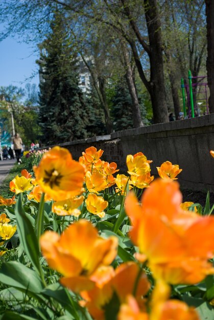 Photo une rangée de tulipes jaunes dans un parc