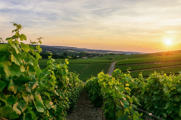 Rangée de vigne dans les vignobles de champagne à la campagne de montagne de reims village