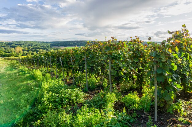 Rangée de vigne dans les vignobles de champagne à la montagne de reims