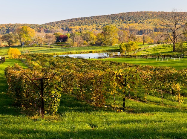 La rangée de vignes mène à la chute des arbres