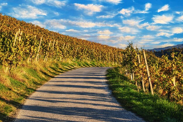 Rangée de vignes en Slovénie