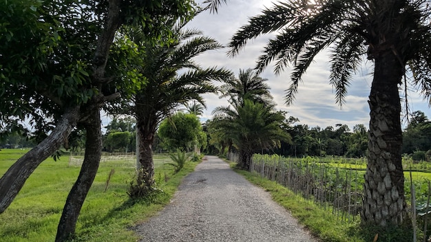 rangées d'arbres dans le parc