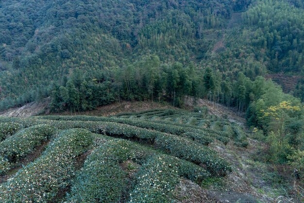 Des rangées d'arbres de thé réguliers dans le jardin de thé