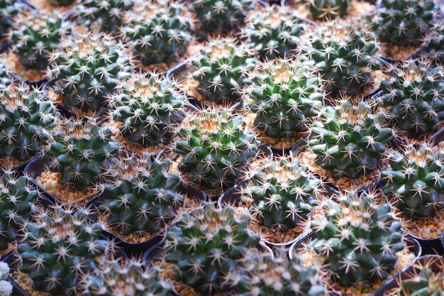 rangées de cactus sur pot de fleurs