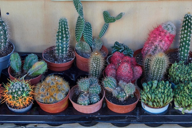 Rangées de cactus succulents assortis dans des pots et des tasses dans une vitrine