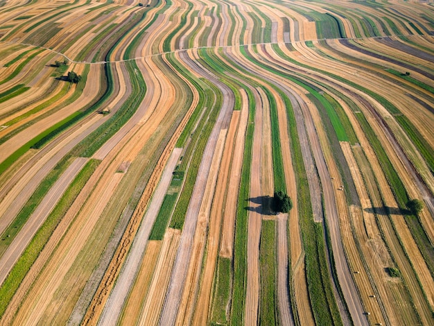 Rangées de champs colorés dans la campagne polonaise Agriculture et agriculture Drone View