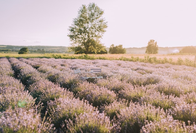 Photo des rangées de champs de lavande en fleurs au coucher du soleil