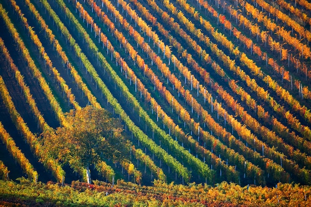 Photo rangées colorées de vignes avec un arbre en automne. moravie du sud, république tchèque.