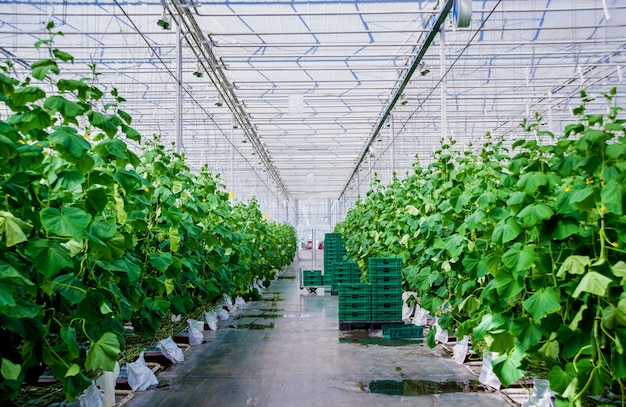 Des rangées de concombres cultivés en serre.