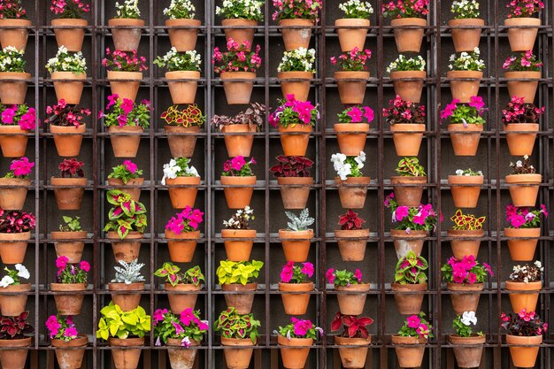 Rangées de différentes plantes et fleurs en pots dans un parterre de rue