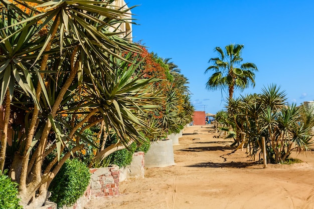 Rangées du dragon vert dracaena dans un parc en été