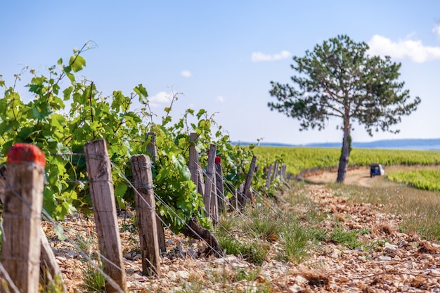 rangées été vignoble paysage pittoresque