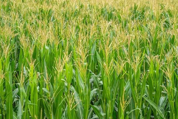 Rangées de feuilles vertes fraîches non cueillies de maïs avec champ vert