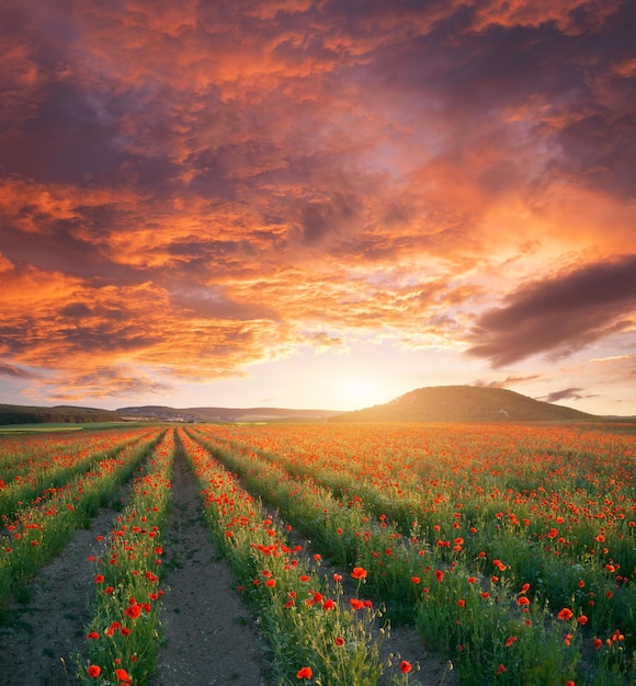 Rangées de fleurs de coquelicots