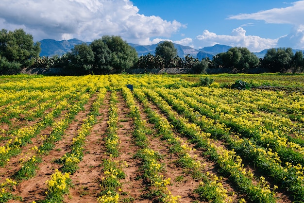 Rangées de fleurs jaunes