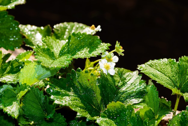 Rangées de fraises dans une ferme de fraises