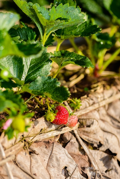 Rangées de fraises dans une ferme de fraises